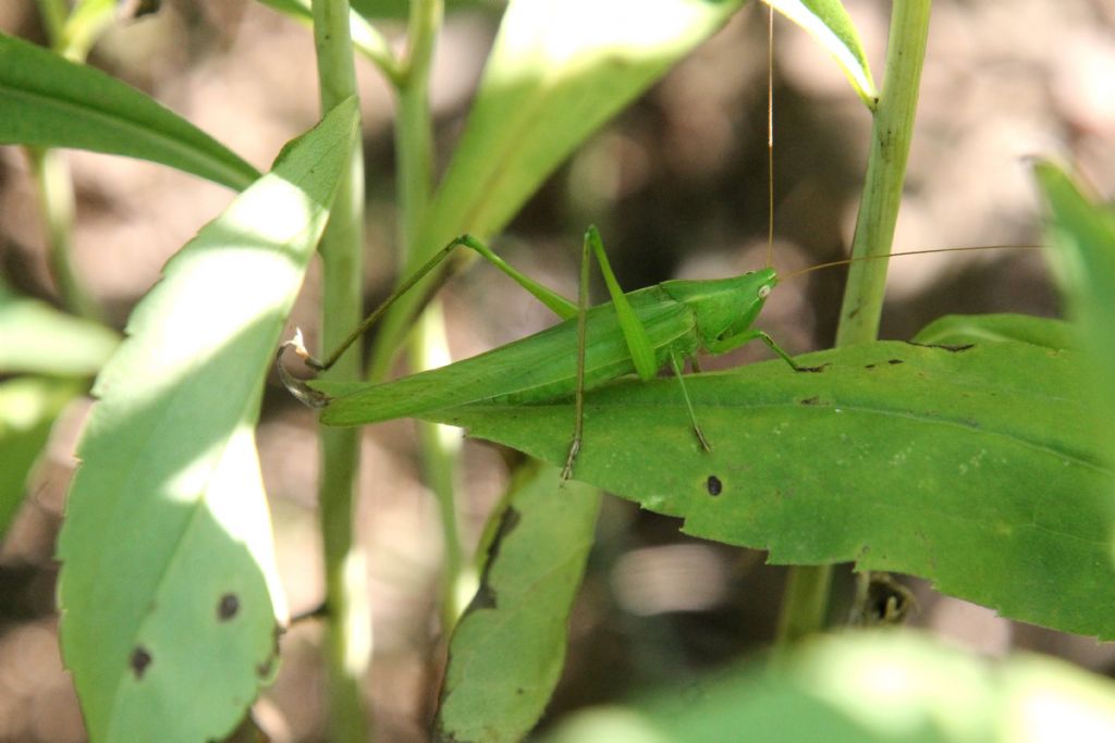 Ruspolia nitidula?
